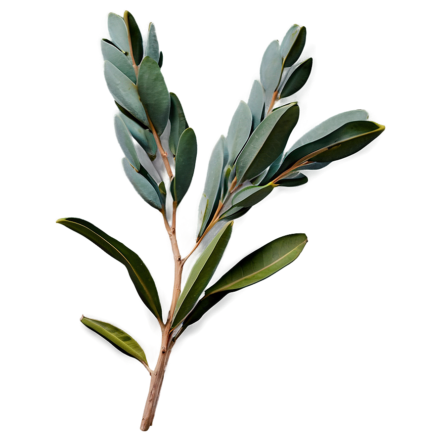 Eucalyptus Branch with Flowers PNG 2 PNG image with a transparent background, free high-resolution download