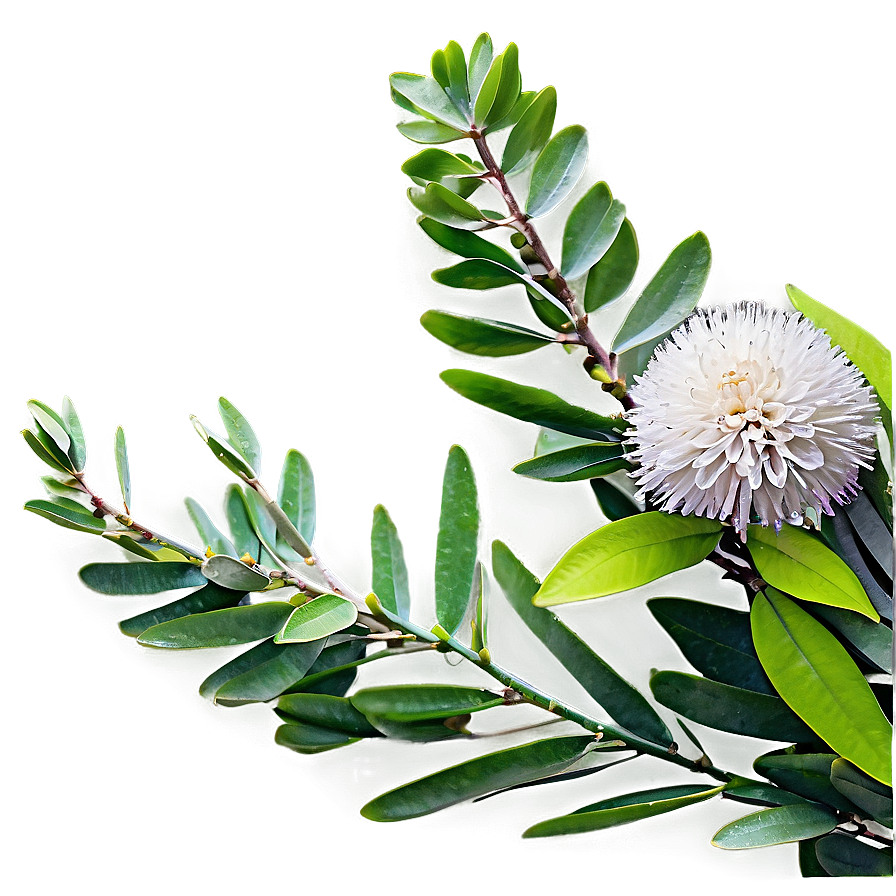 Eucalyptus Branch with Flowers PNG 24 PNG image with a transparent background, free high-resolution download