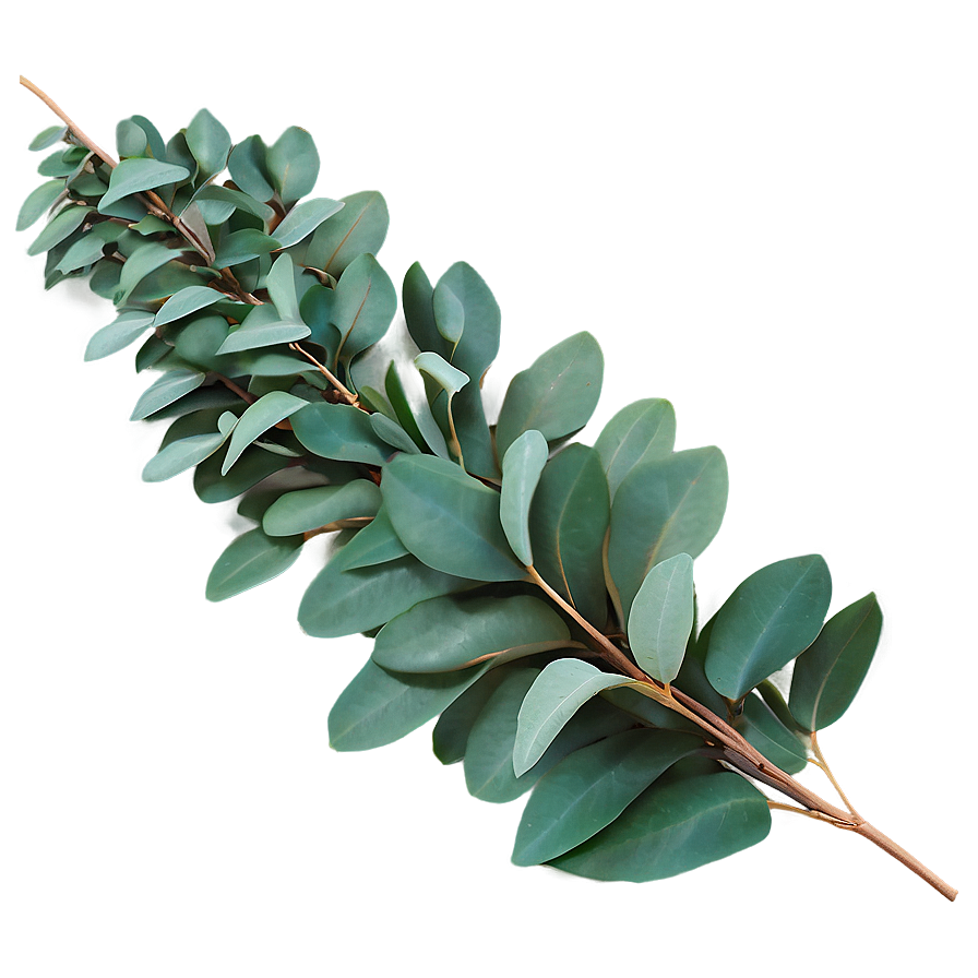 Eucalyptus Garland Decoration PNG 05242024 PNG image with a transparent background, free high-resolution download