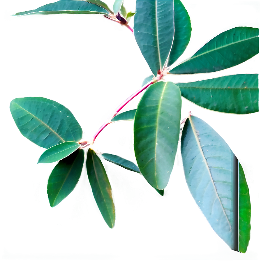 Eucalyptus Herbal Tea Png Cye