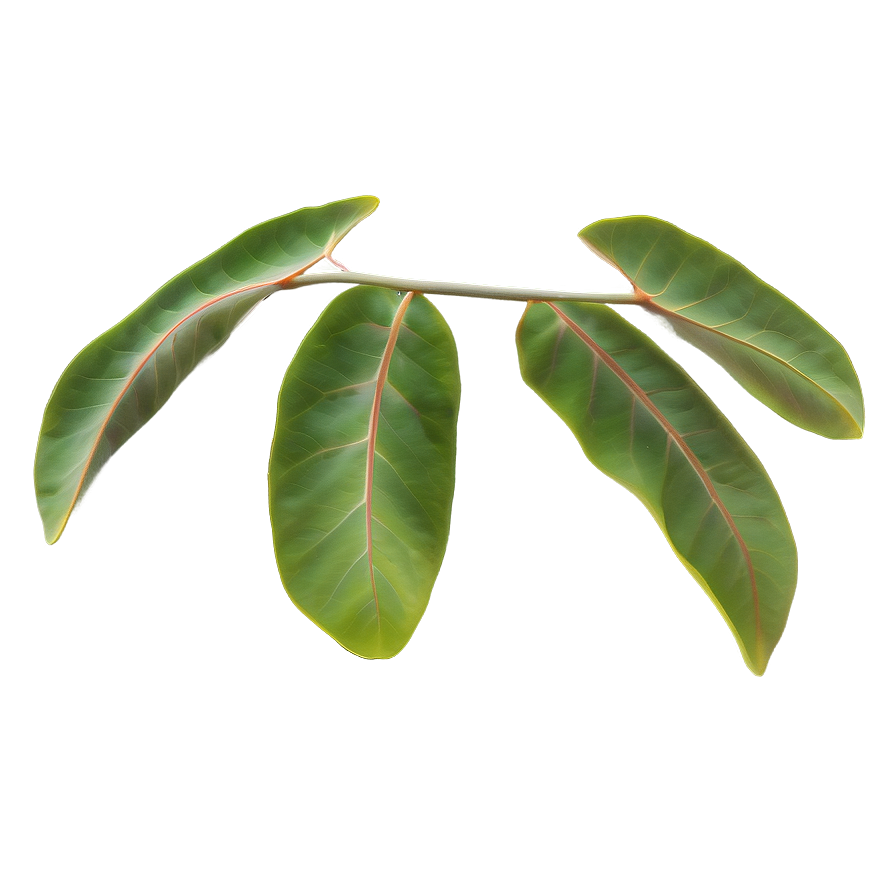 Eucalyptus Leaf Pattern Png 05242024