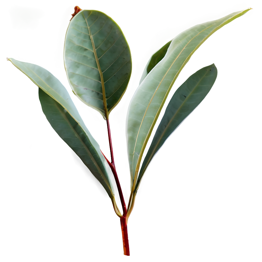 Eucalyptus Leaf PNG 17 PNG image with a transparent background, free high-resolution download