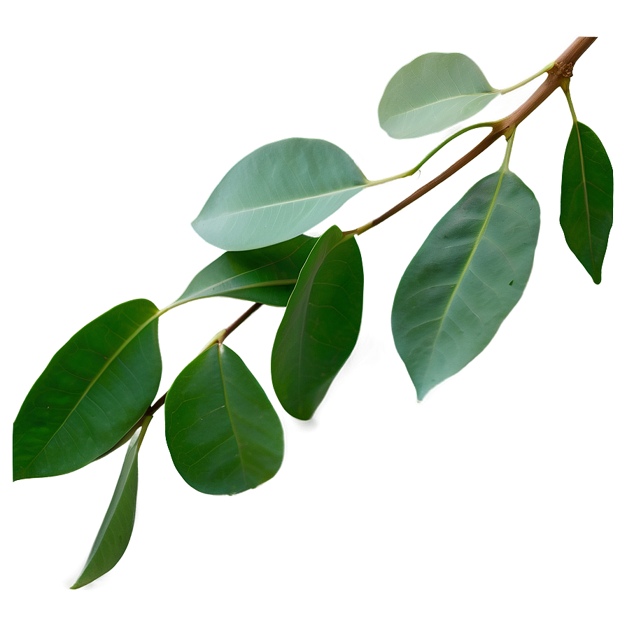 Eucalyptus Leaf PNG ogs PNG image with a transparent background, free high-resolution download