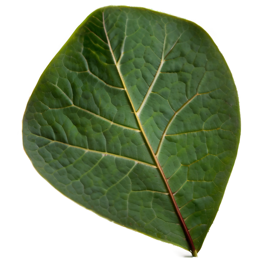 Eucalyptus Leaf Veins Png 05242024