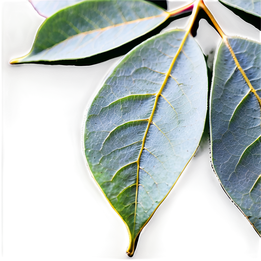 Eucalyptus Leaf Veins Png Xeb