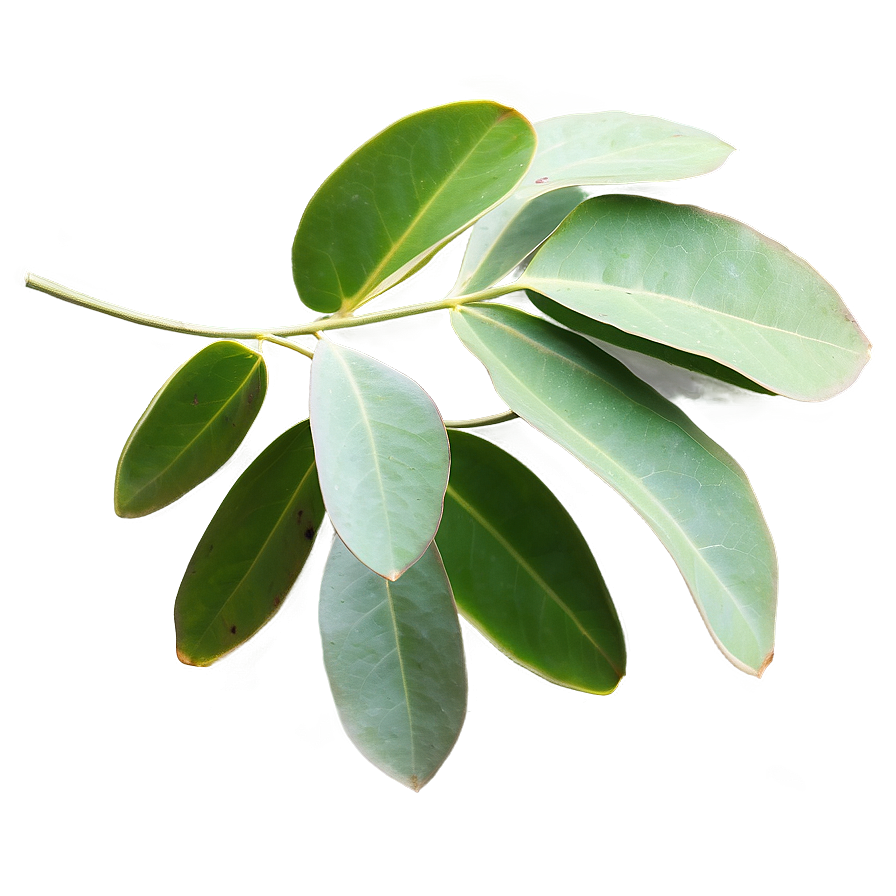 Eucalyptus Leaves A