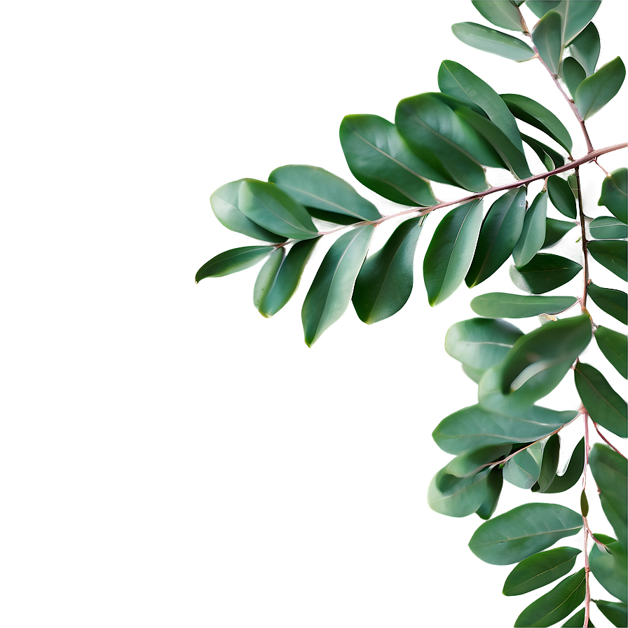 Eucalyptus Leaves Border Png 27