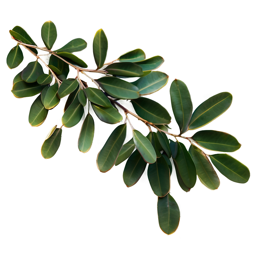 Eucalyptus Leaves Border Png 50