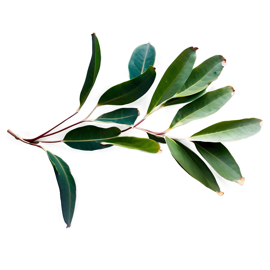 Eucalyptus Leaves C