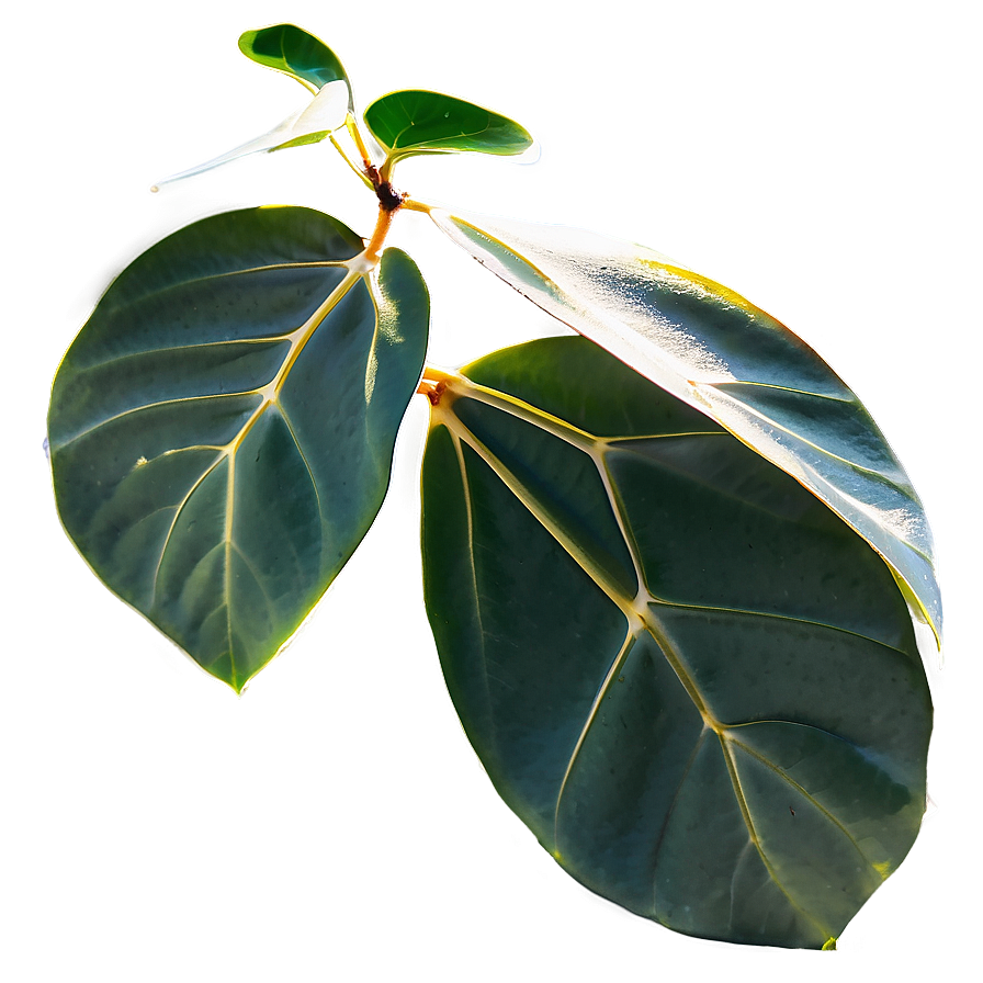 Eucalyptus Leaves in Sunlight PNG 05242024 PNG image with a transparent background, free high-resolution download