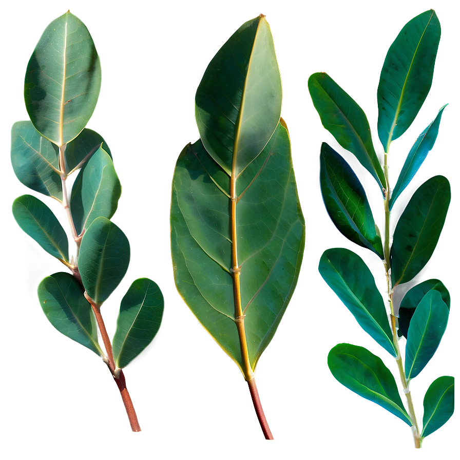Eucalyptus Leaves in Sunlight PNG 14 PNG image with a transparent background, free high-resolution download