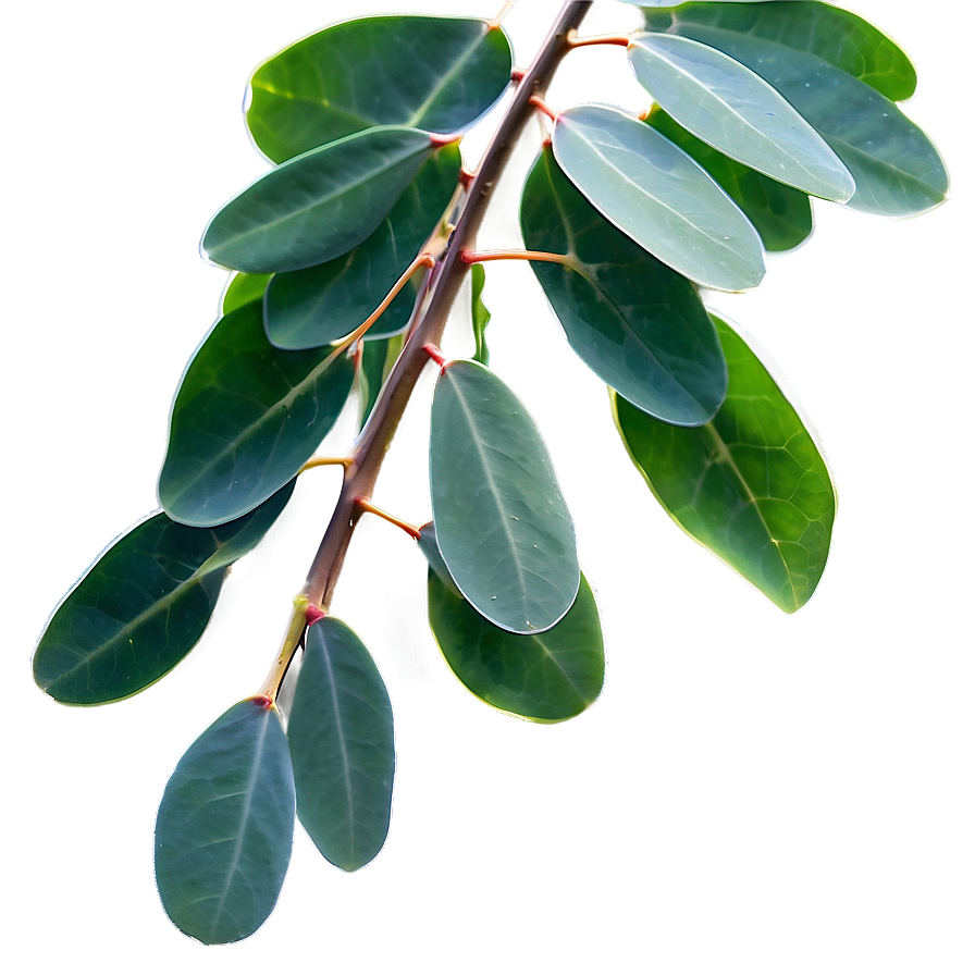 Eucalyptus Leaves in Sunlight PNG 7 PNG image with a transparent background, free high-resolution download