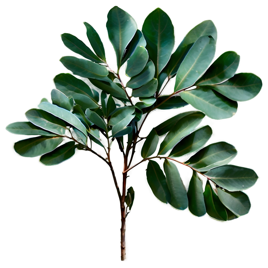 Eucalyptus Leaves Png 05042024