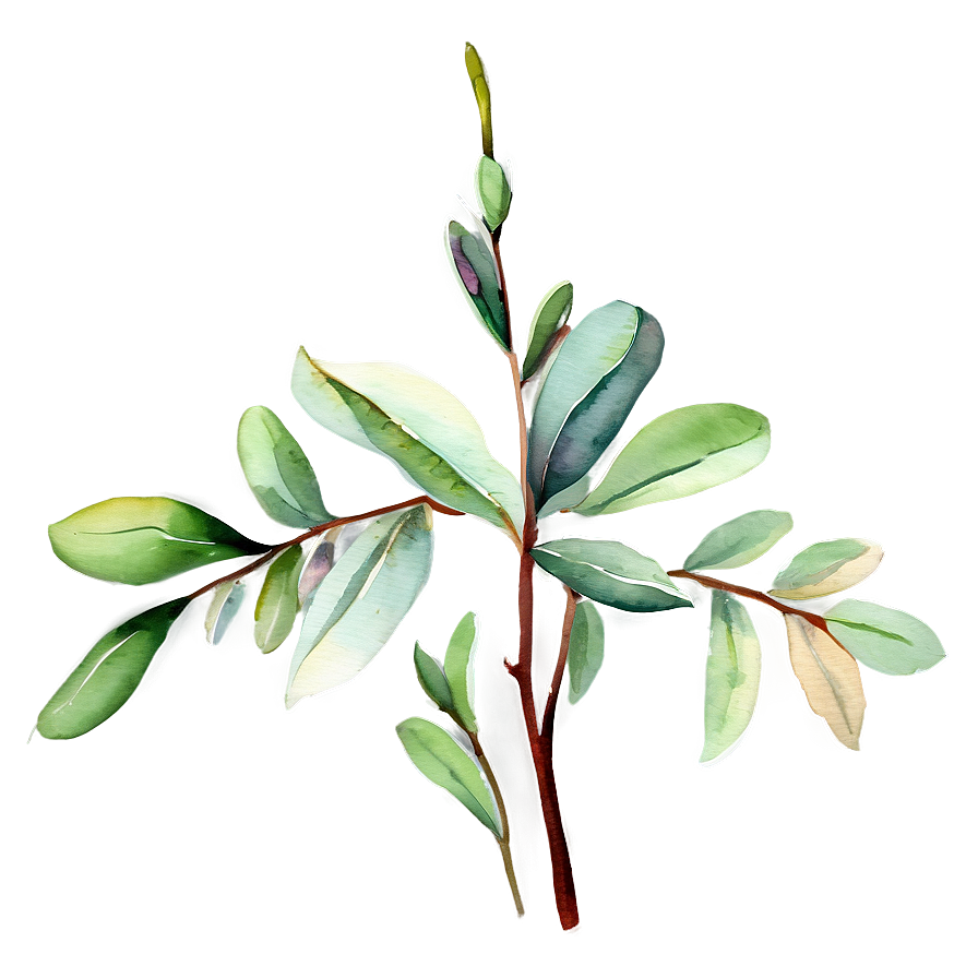 Eucalyptus Sprig Watercolor Png Chn38