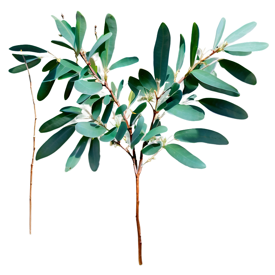 Eucalyptus Tree Branch Png 93