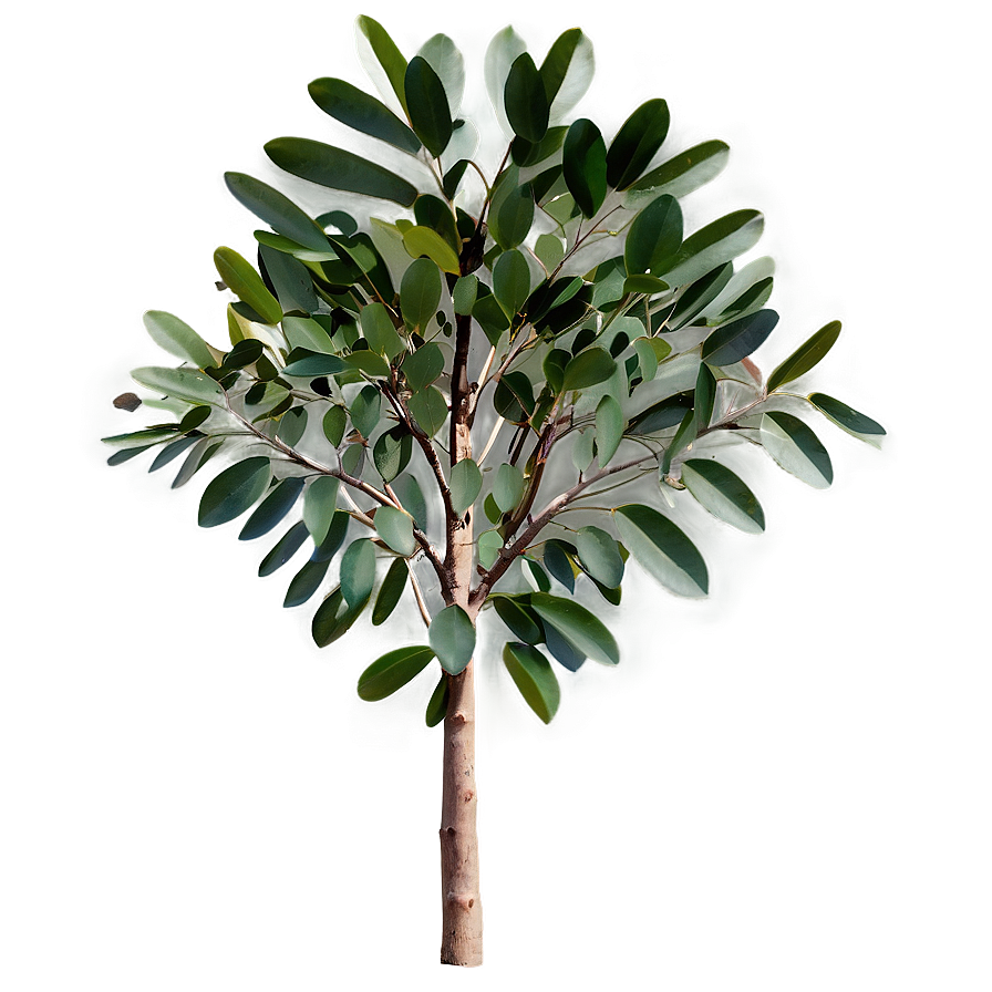 Eucalyptus Tree Leaves Png Atl