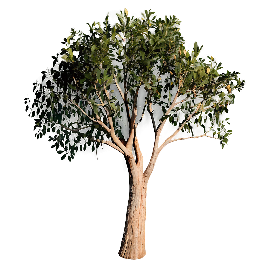 Eucalyptus Tree Silhouette PNG dmu PNG image with a transparent background, free high-resolution download