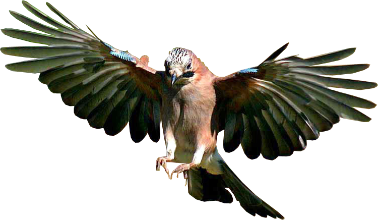 Eurasian Jay In Flight