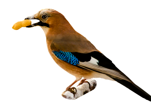 Eurasian_ Jay_ With_ Nut