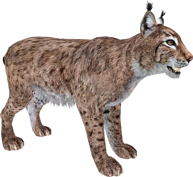 Eurasian Lynx Walking Profile