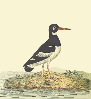 Eurasian Oystercatcher Illustration PNG with transparent background