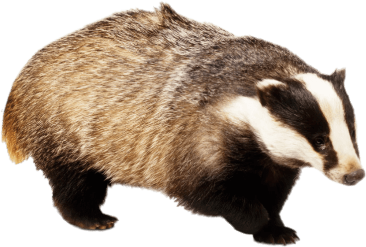 European Badger Side View