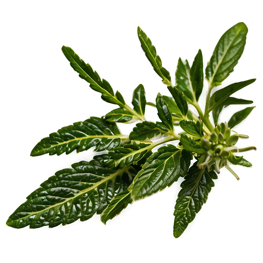 European Herb Png 06272024