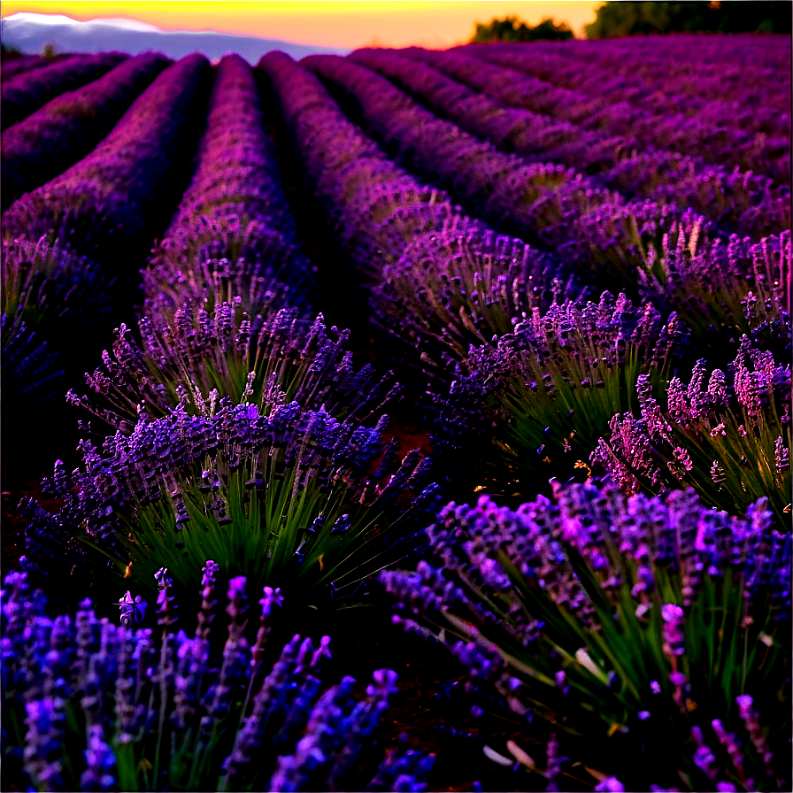 Evening Lavender Field Png Mtw