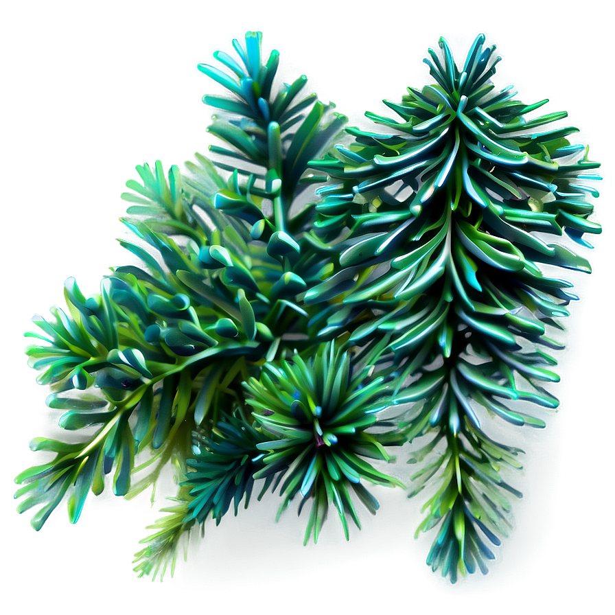 Evergreen Fir Tree Png 06212024