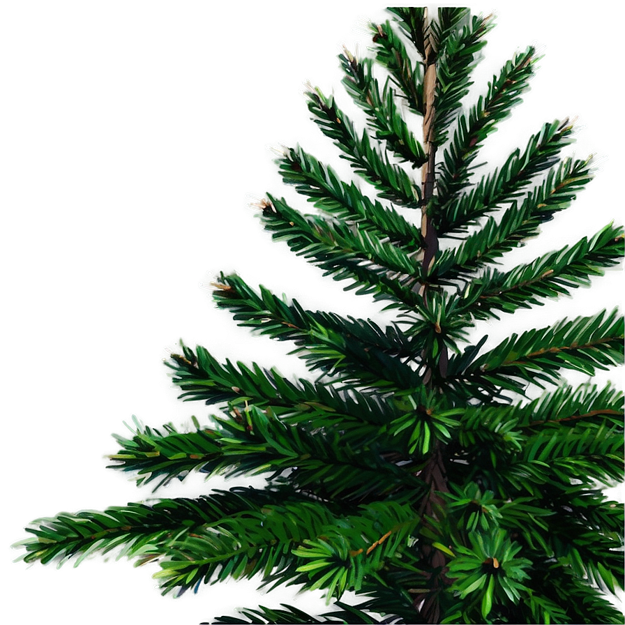 Evergreen Fir Tree Png Sbm75