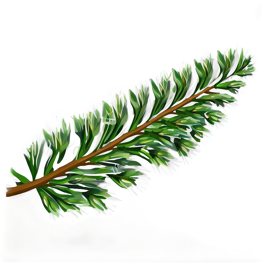 Evergreen Plant Png 05032024