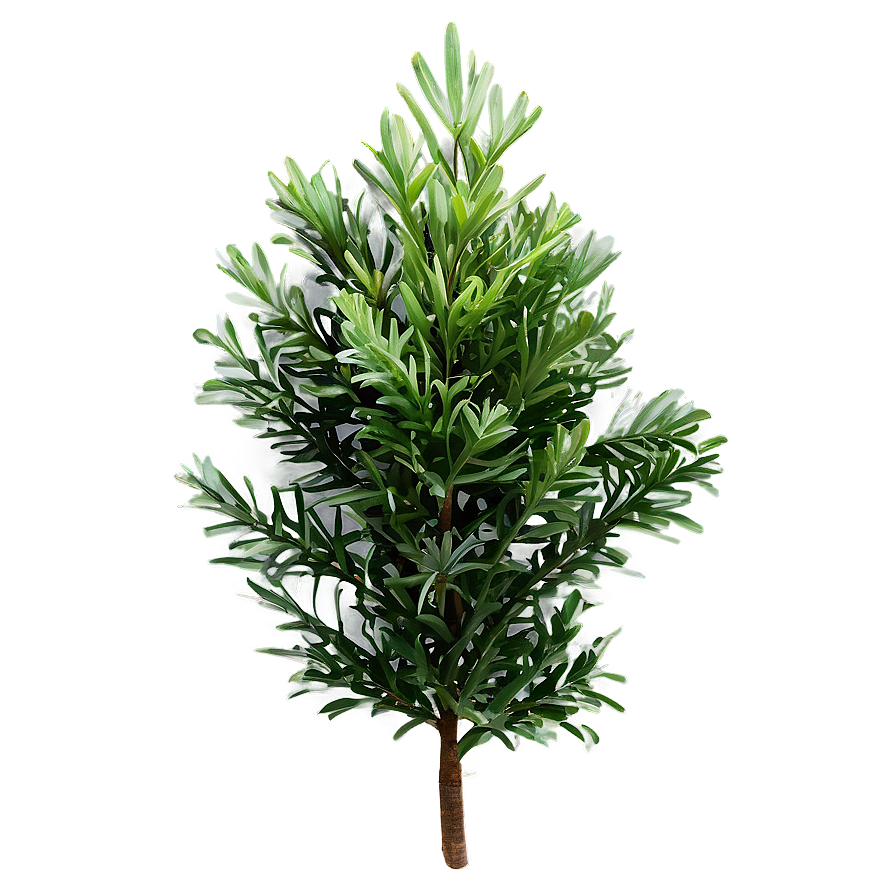 Evergreen Plants Png 05042024