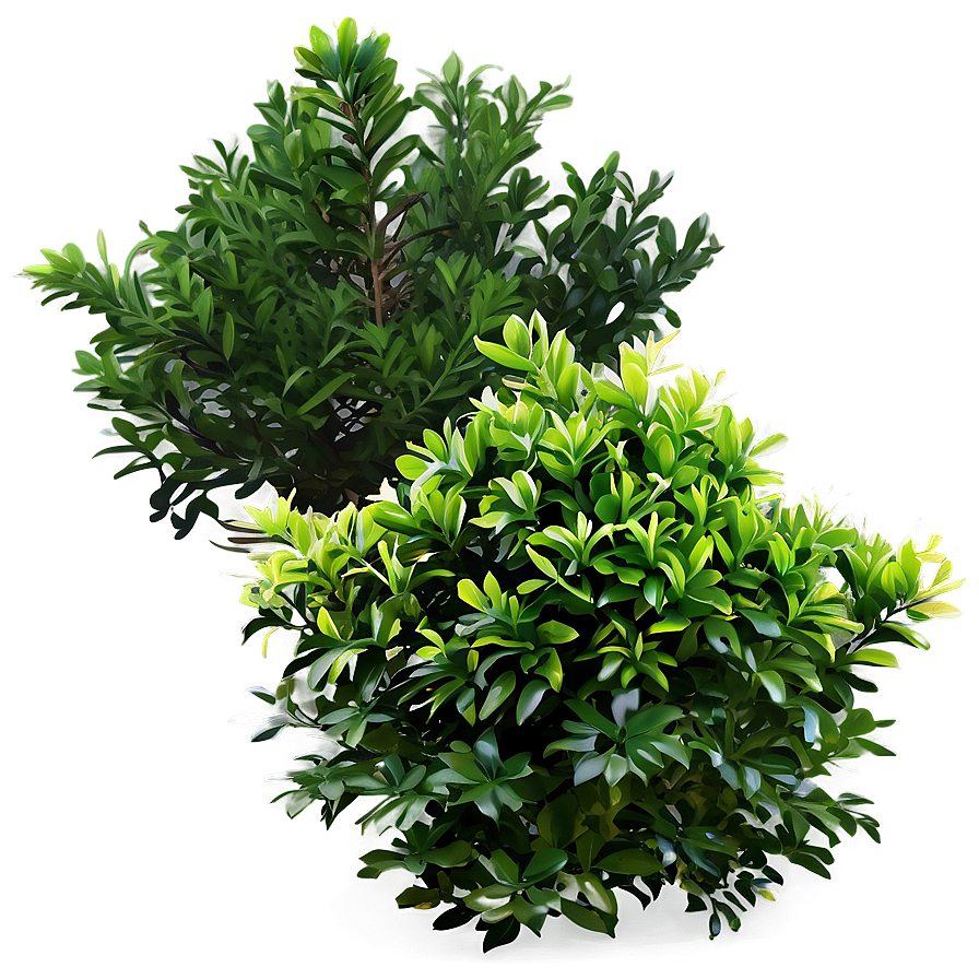 Evergreen Shrubs Png Lth