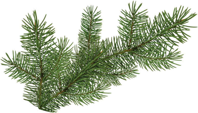 Evergreen Spruce Branch.png