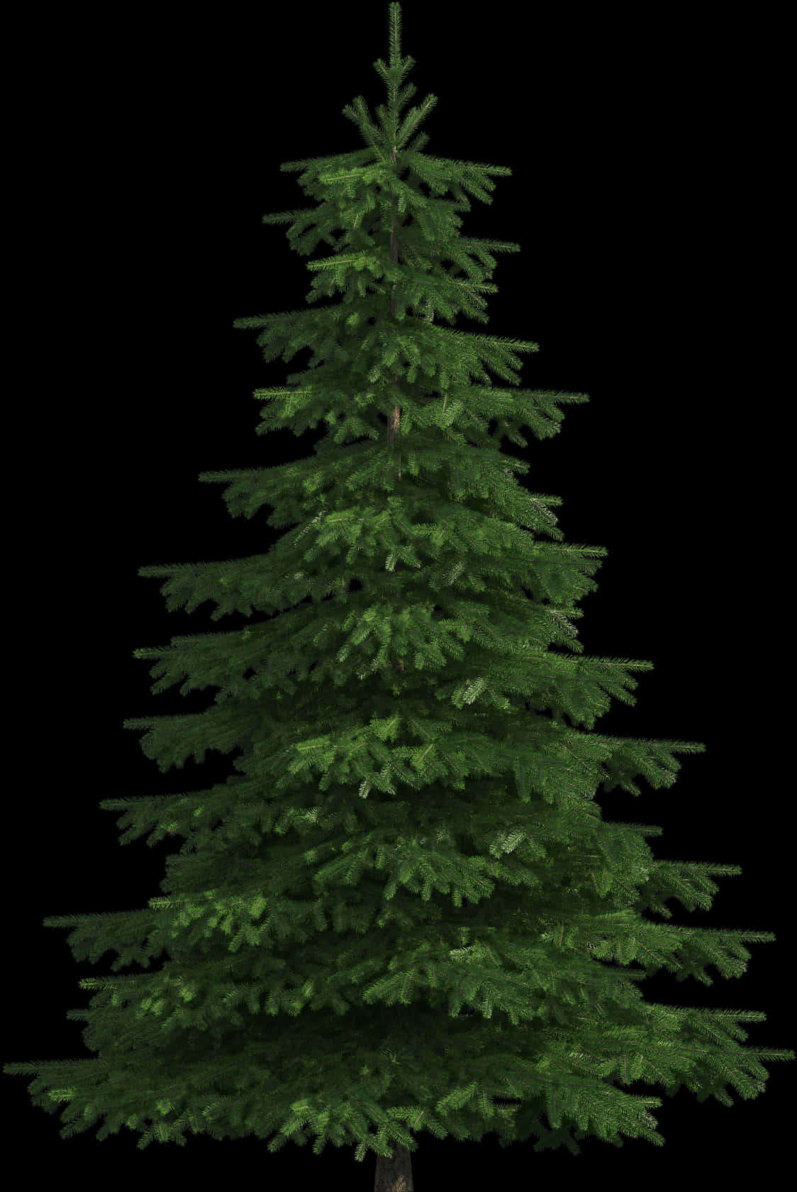 Evergreen Tree Black Background