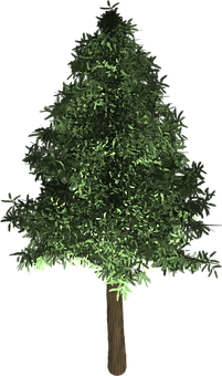 Evergreen Tree Graphic