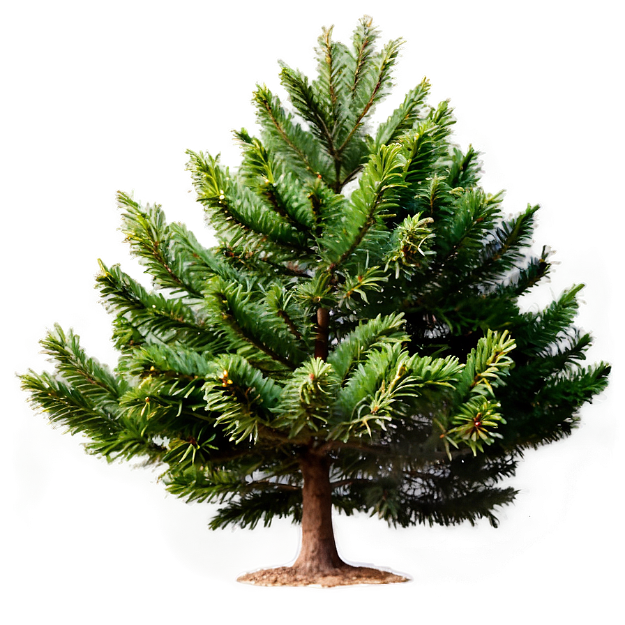 Evergreen Tree In Forest Png Ufy50