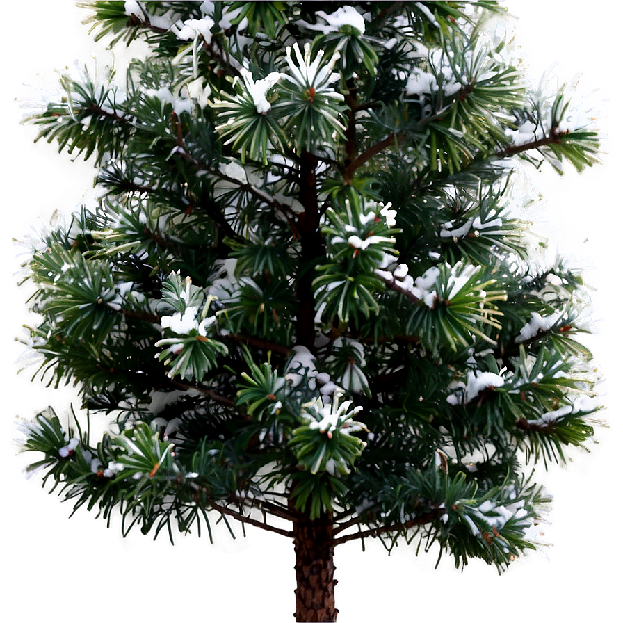 Evergreen Tree In Winter Png 76