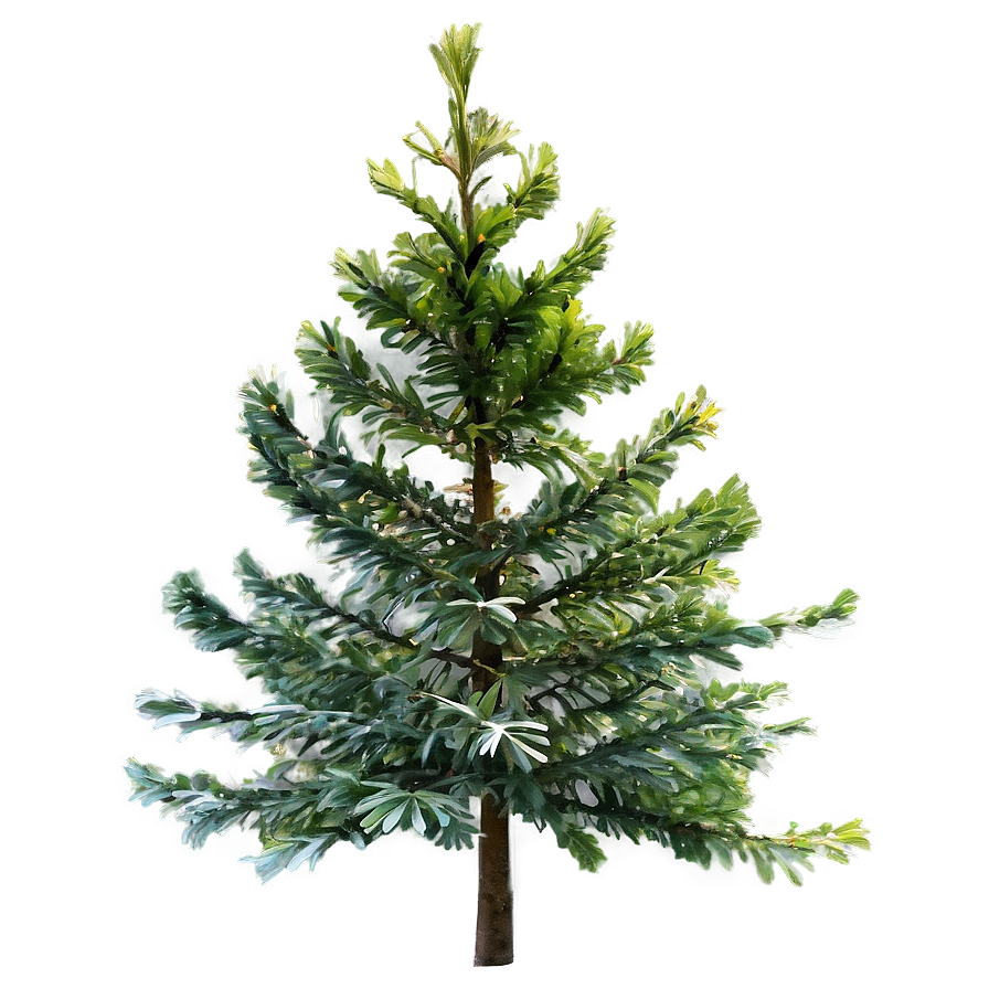 Evergreen Trees Png 05042024