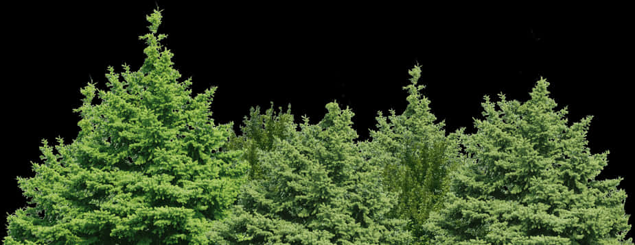 Forest Green Tree Png Clip Art Image - Transparent Background Forest Png, Png Download PNG with transparent background