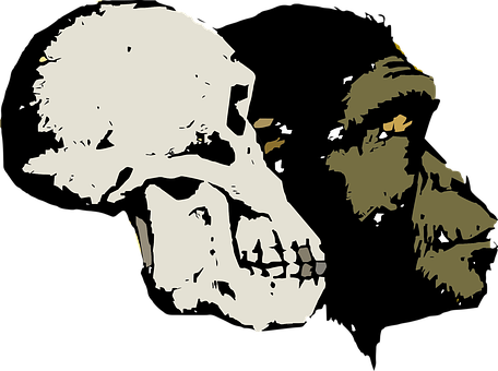 Evolutionary Transition Skull Art PNG with transparent background