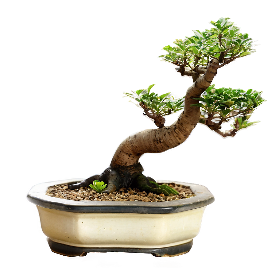 Exotic Bonsai Tree Png 06202024