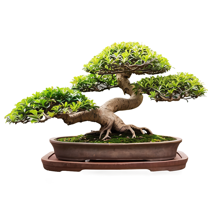 Exotic Bonsai Tree Png Odg43