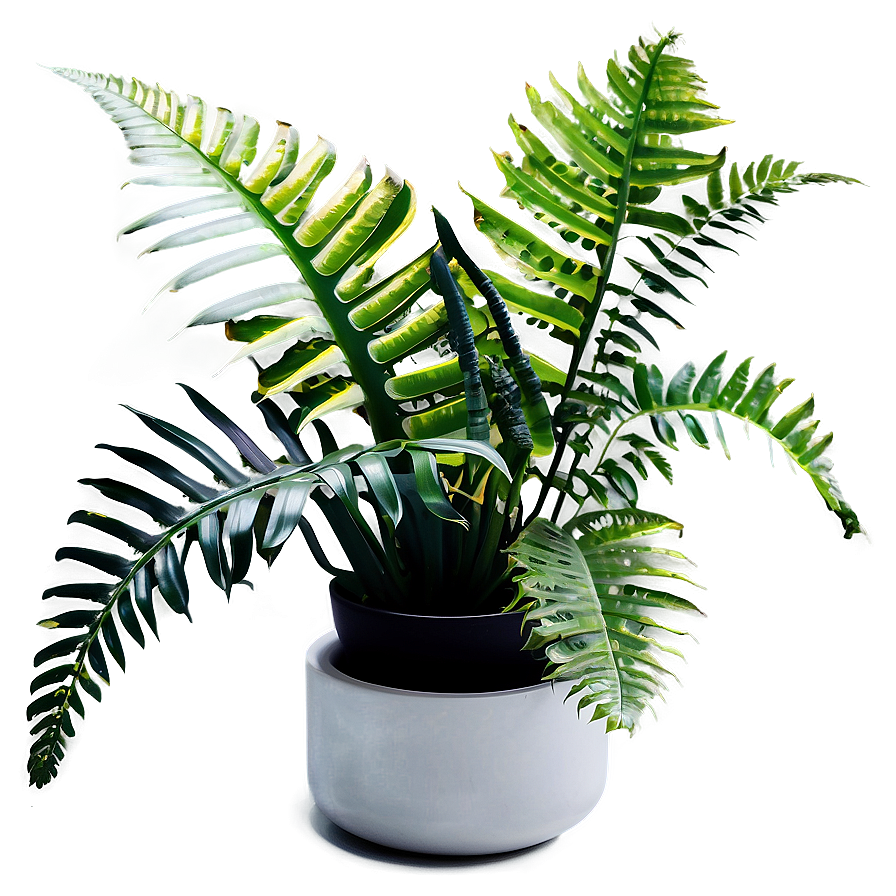 Exotic Indoor Ferns Png Tet47