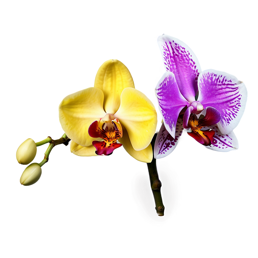 Exotic Orchid PNG 13 PNG with transparent background