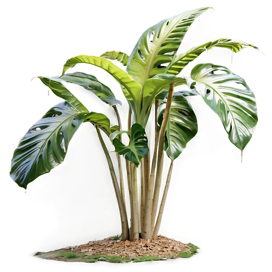 Exotic Plants Png 05042024