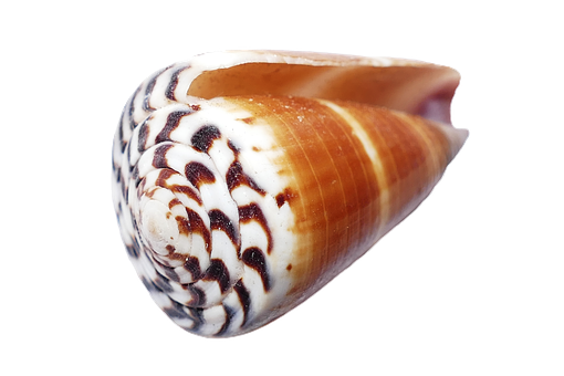 Exotic Seashellon Black Background.jpg PNG with transparent background