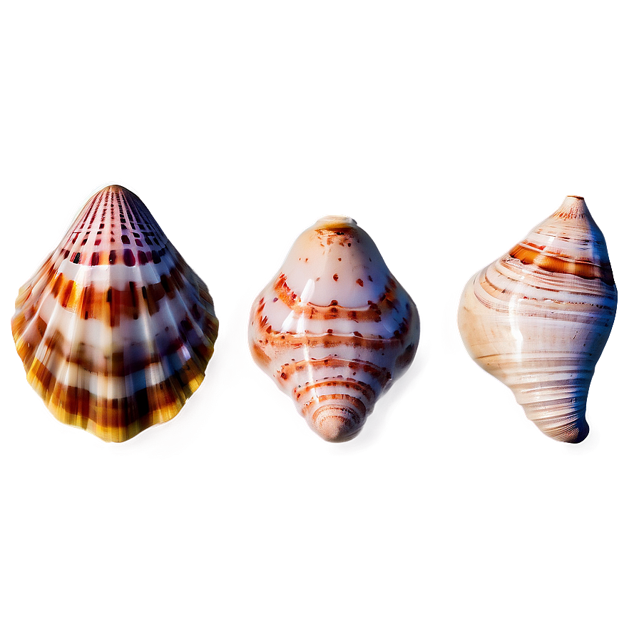 Exotic Seashells Set Png Dfa6