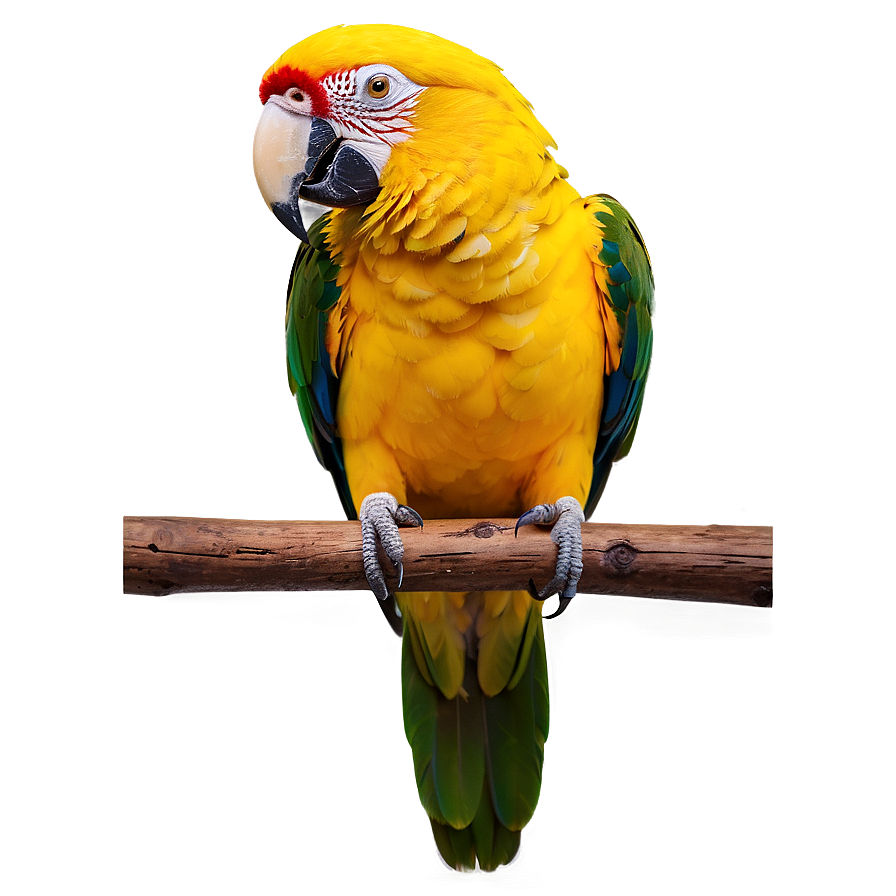 Exotic Yellow Parrot Png Vqs