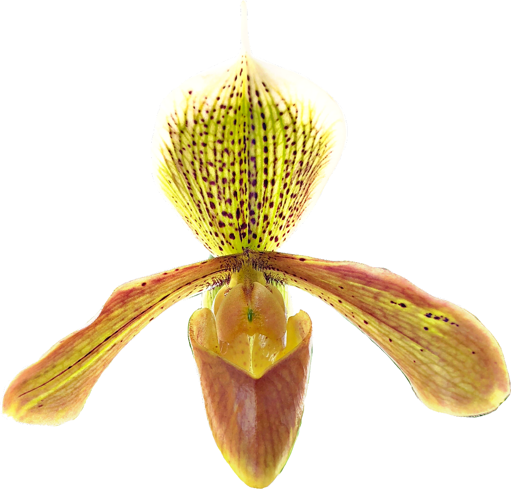 #paphiopedilum #idaleciosantos #orchid #orchids #orchideas,, HD Png Download PNG with transparent background